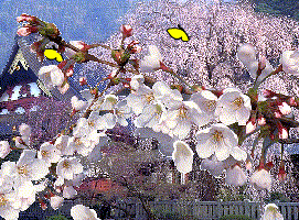 sakura.gif